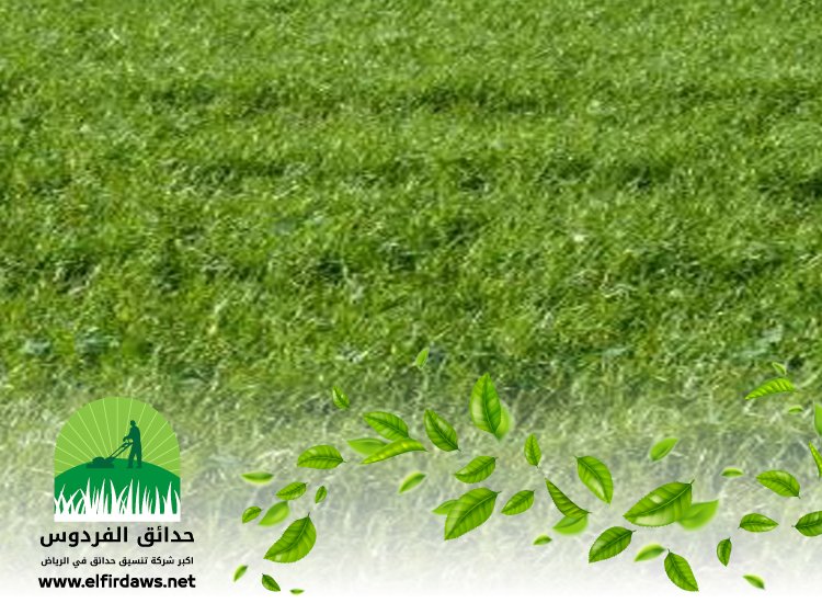 تركيب ثيل طبيعي بالرياض