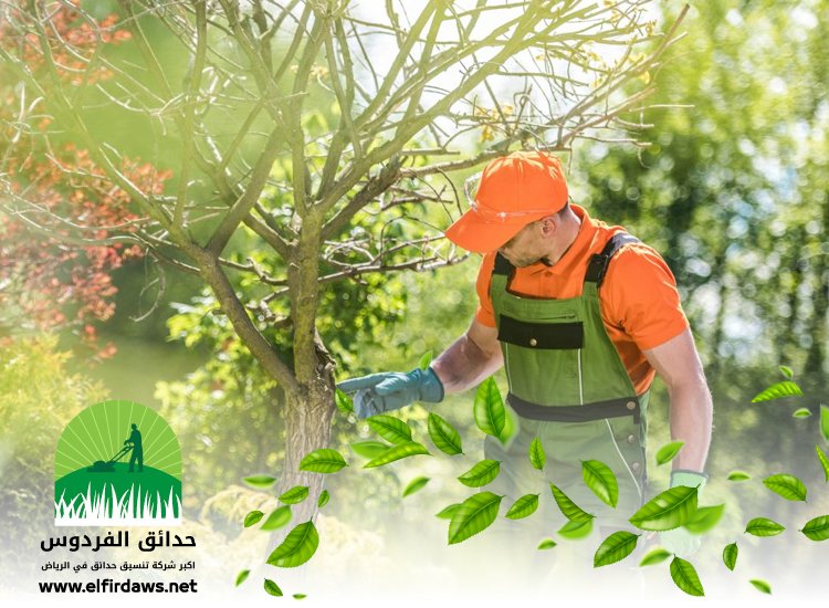 شركة تنسيق حدائق بحي الرحمانية
