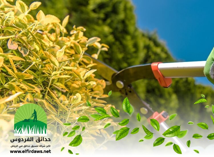 شركة تنسيق حدائق بحي الواحة