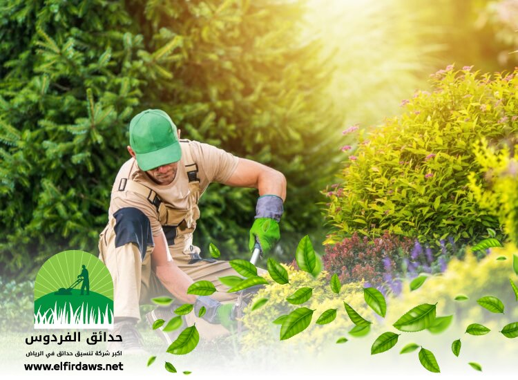 شركة تنسيق حدائق بحي المحمدية